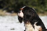 CAVALIER KING CHARLES 535